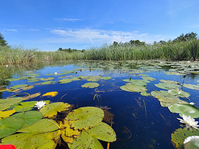 Nationaal Park Weerribben-Wieden — fotografia 5