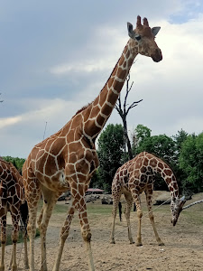 ZOO — fotografia 5