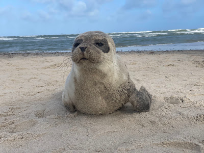 Grenen — fotografia 5