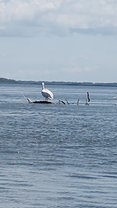 Lacul Murighiol — fotografia 3