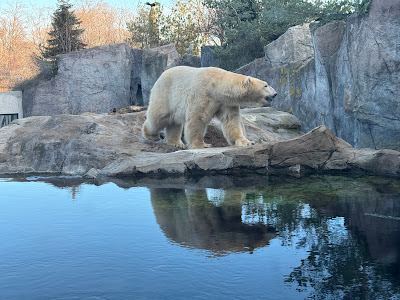Grădina Zoologică Schönbrunn — fotografia 5