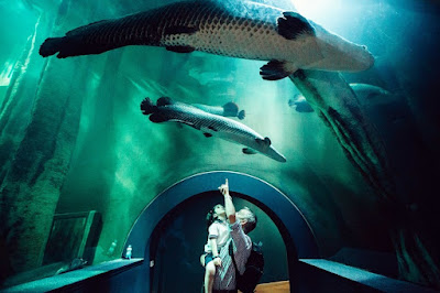 Aquarium River of Zaragoza — fotografia 3