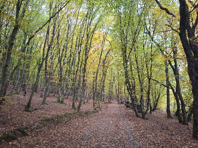 Schullerwald — fotografia 5