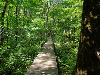 Biogradska gora National Park — fotografia 3
