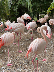 Faunistic Park Le Cornelle — fotografia 3