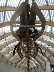 Hungarian Natural History Museum — fotografia 4