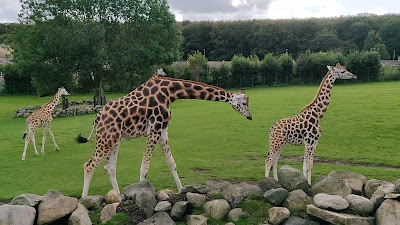 Aalborg Zoo — fotografia 2