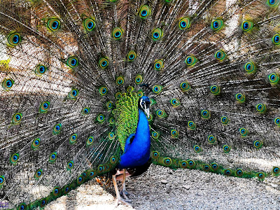 Grădina Zoologică Bucov (Ploiești) — fotografia 4