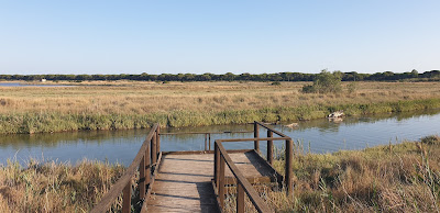 Riserva Naturale Diaccia Botrona - Maremma — fotografia 5