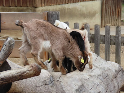 Herberstein Zoo