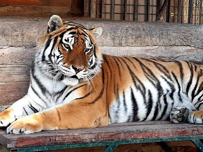 Oasis Siberian tiger — fotografia 3