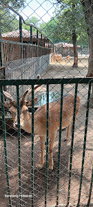 Haskovo Zoo — fotografia 4