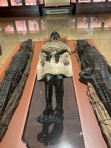 Museo di Storia Naturale Giancarlo Ligabue (Fondaco dei Turchi) — fotografia 5