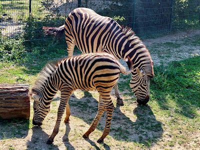 Zoo Linz — fotografia 3