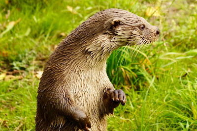Natuurpark Lelystad — fotografia 3
