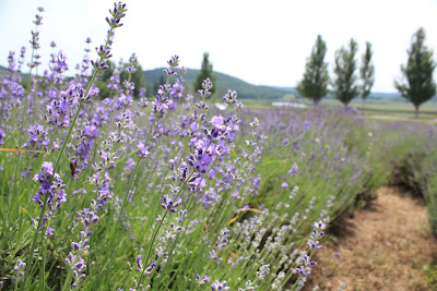 Lavender Field — fotografia 3