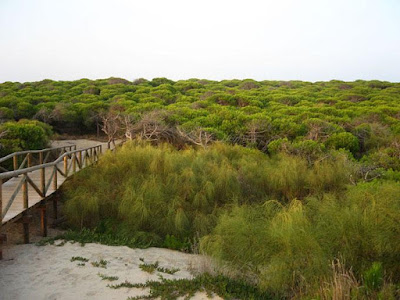 Pinar De La Almadraba