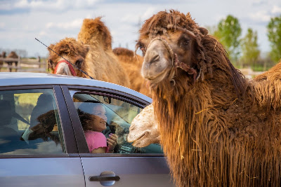 SafariPark - Pusztaottlaka