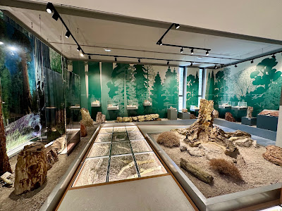 Natural History Museum of the Lesvos Petrified Forest — fotografia 4