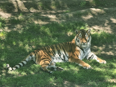 Grădina Zoologică Târgoviște — fotografia 4