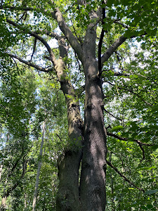 Nature Reserve: Lisia Góra — fotografia 3