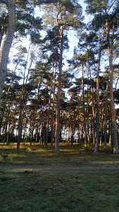 Plaża w Smerzynie — fotografia 5