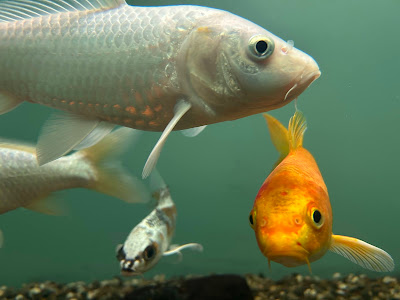 Kastoria Aquarium — fotografia 5