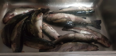 Pesca Sportiva Laghetto ulivi Di Fontana Gabriele — fotografia 5