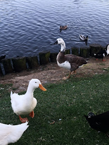Lago de los patos de Guadacorte — fotografia 3