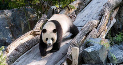 Grădina Zoologică din Berlin — fotografia 5