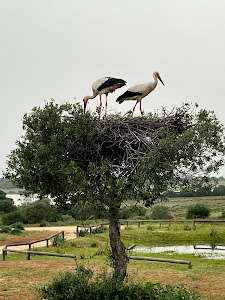 Reserva Natural Concertada Dehesa de Abajo — fotografia 5
