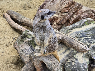 Zoo Előszállás- Egzotikus Állatpark Előszállás — fotografia 4