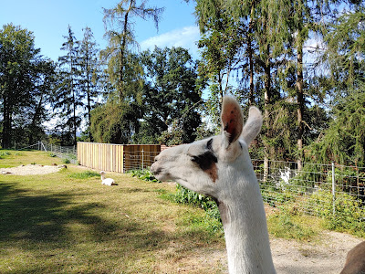 Wild Park Castle Ortenburg — fotografia 4