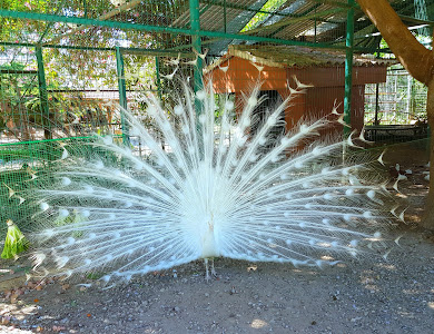Chania Municipal Garden — fotografia 5