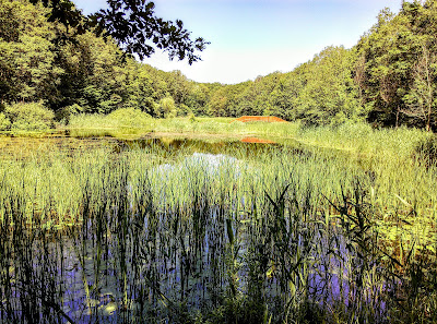 Lacul cu Nuferi "Mihai Eminescu" Ipotești, Botoșani