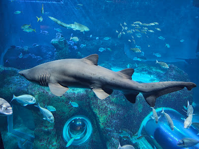Sevilla Aquarium — fotografia 3