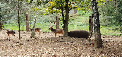 Forest Fairytale — fotografia 2