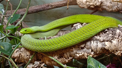 Reptilienzoo Allgäu — fotografia 3