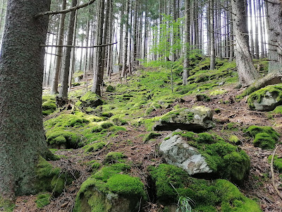 Boubínský prales