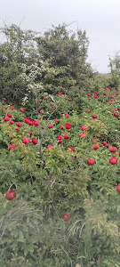 Rezervatia de bujori Enisala
