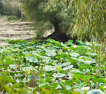 Lacul Câșla