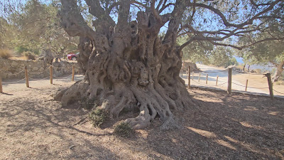 Monumental Olive Tree of Azorias (Kavousi) — fotografia 2
