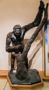 National Museum of Natural History — fotografia 5