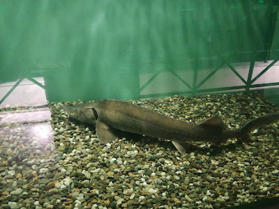 Kastoria Aquarium — fotografia 4