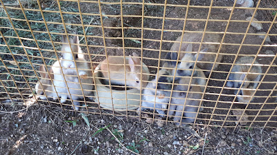 Farma Ranč — fotografia 3