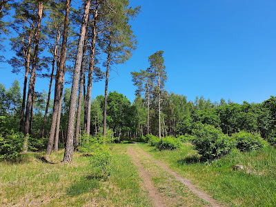 Parking forest, world — fotografia 3