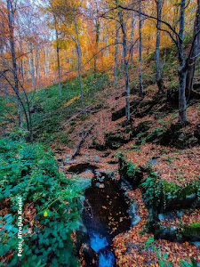 Jastrebac — fotografia 5