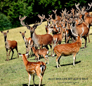 Tierpark Altenfelden — fotografia 3