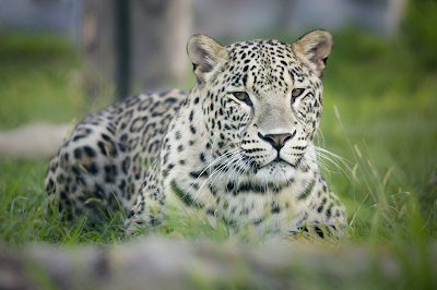 Grădina Zoologică Oradea