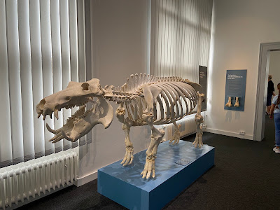 Zoological Museum of Kiel University — fotografia 4